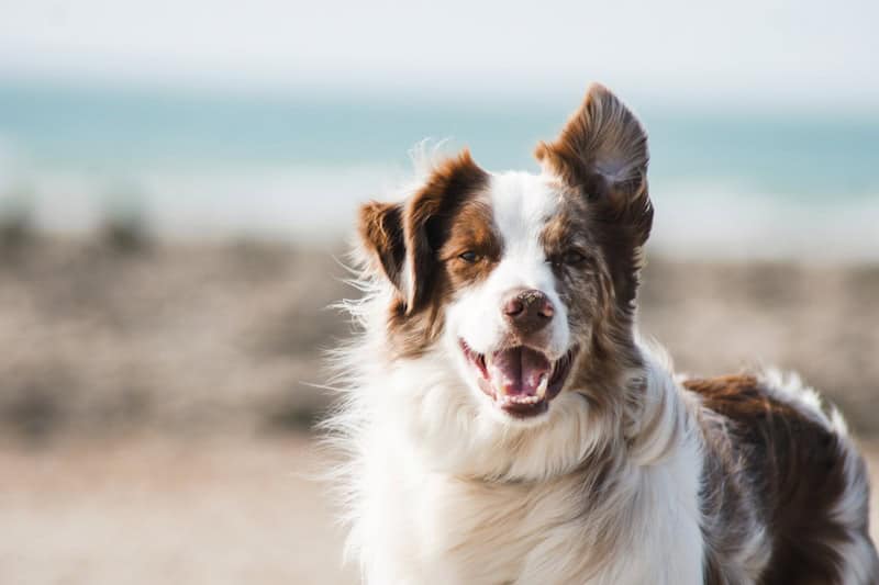 Pets are welcome here at the Exchange Apartments on LaSalle in Waco, Texas.